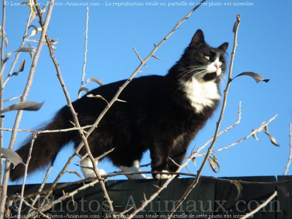 Photo de Chat domestique