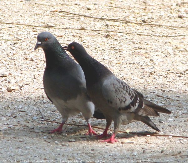 Photo de Pigeon