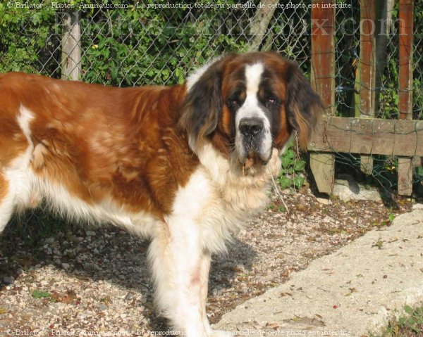 Photo de Saint-bernard poil long