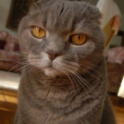 Photo de Scottish fold