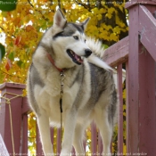 Photo de Husky siberien