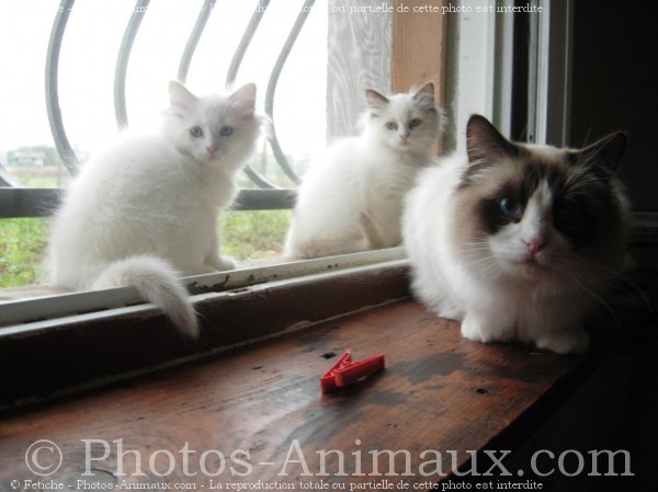 Photo de Ragdoll