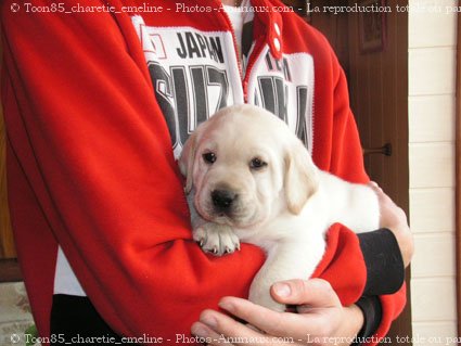 Photo de Labrador retriever