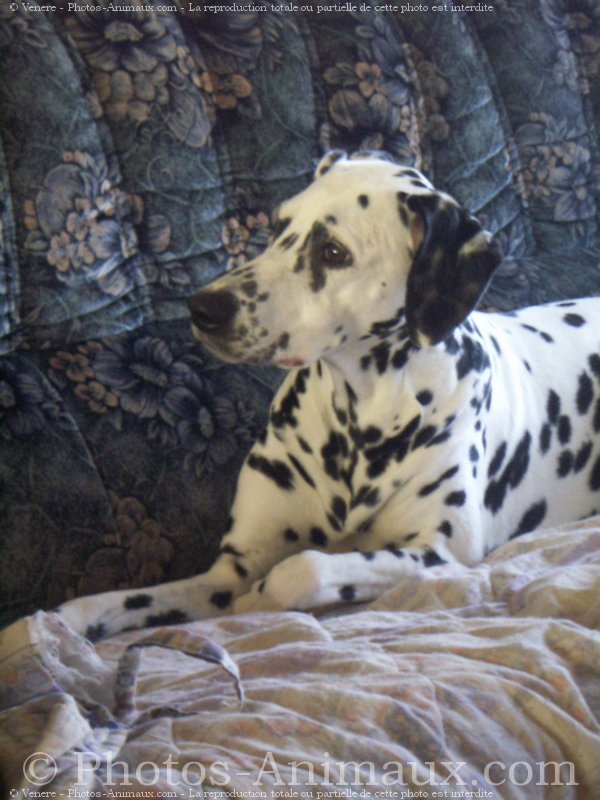 Photo de Dalmatien