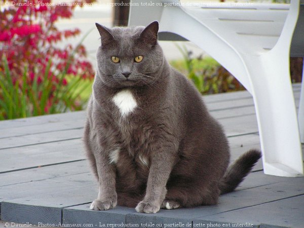 Photo de Chat domestique