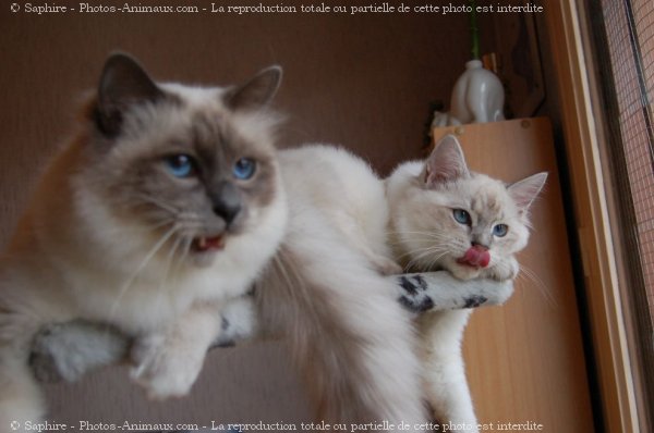 Photo de Sacr de birmanie