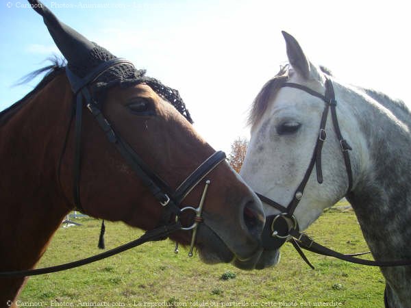 Photo de Races diffrentes