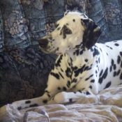 Photo de Dalmatien