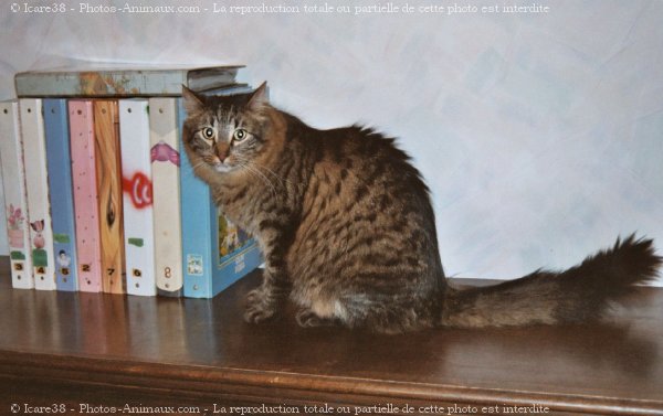 Photo de Chat domestique