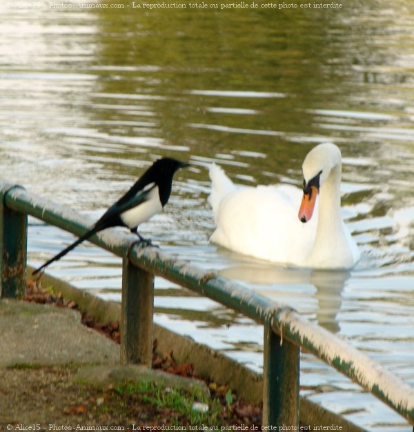 Photo de Races diffrentes