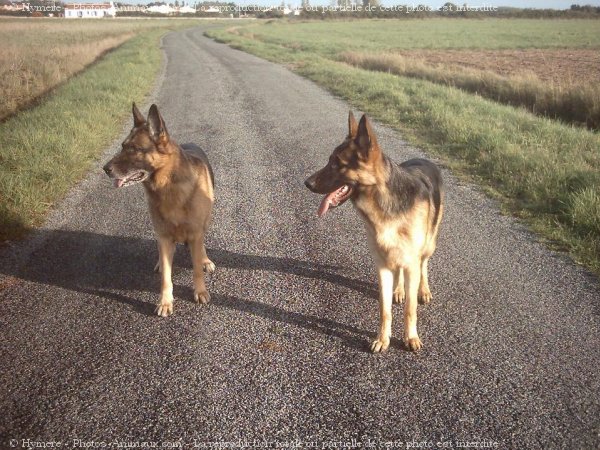 Photo de Berger allemand  poil court