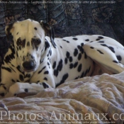 Photo de Dalmatien