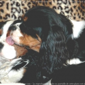 Photo de Cavalier king charles spaniel