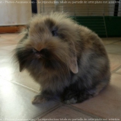 Photo de Lapin