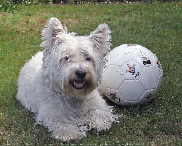 Photo de West highland white terrier