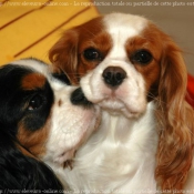 Photo de Cavalier king charles spaniel