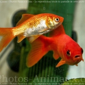 Photo de Poissons rouges