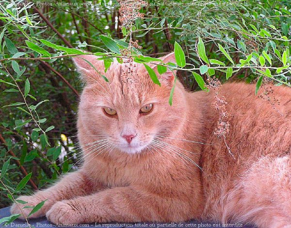 Photo de Chat domestique