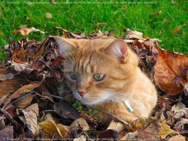 Photo de Chat domestique