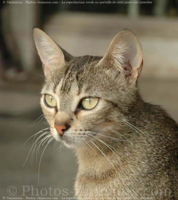 Photo de Chat domestique