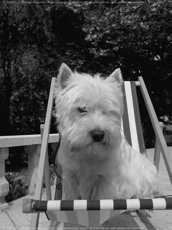 Photo de West highland white terrier