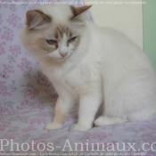 Photo de Ragdoll