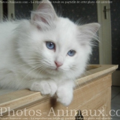 Photo de Ragdoll