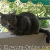 Photo de Chartreux