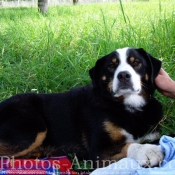 Photo de Bouvier de l'appenzell