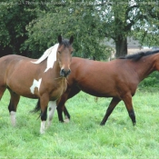 Photo de Races diffrentes