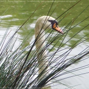 Photo de Cygne