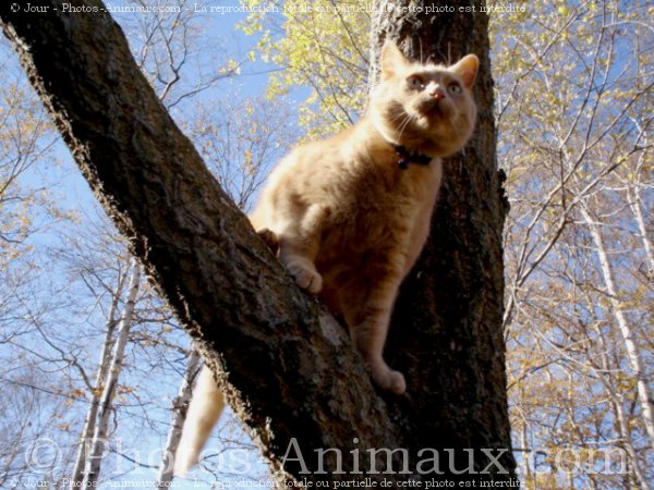 Photo de Chat domestique