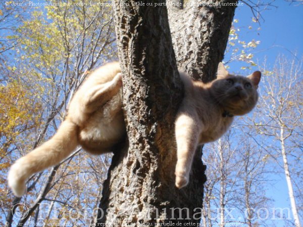 Photo de Chat domestique