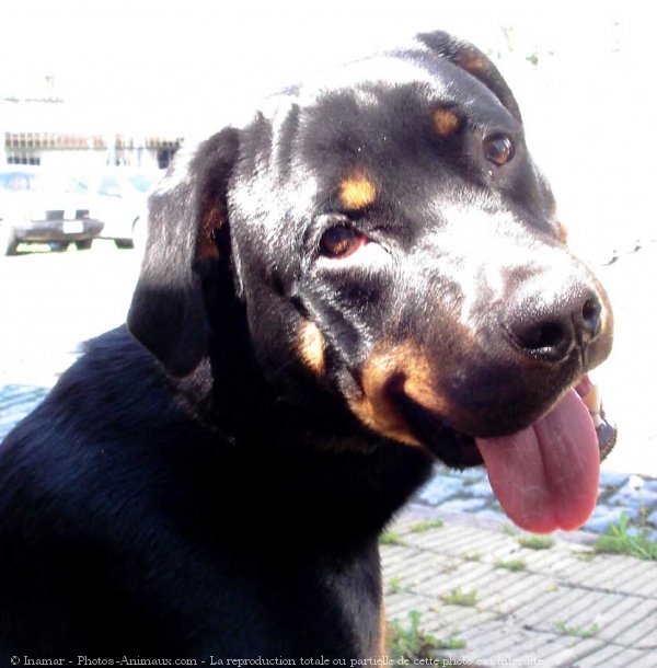 Photo de Rottweiler