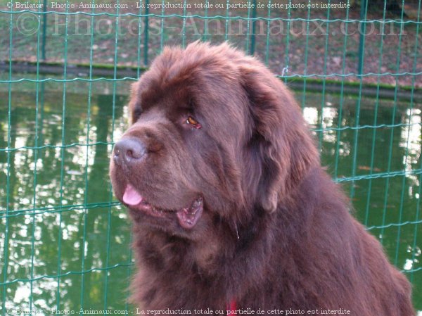 Photo de Chien de terre-neuve