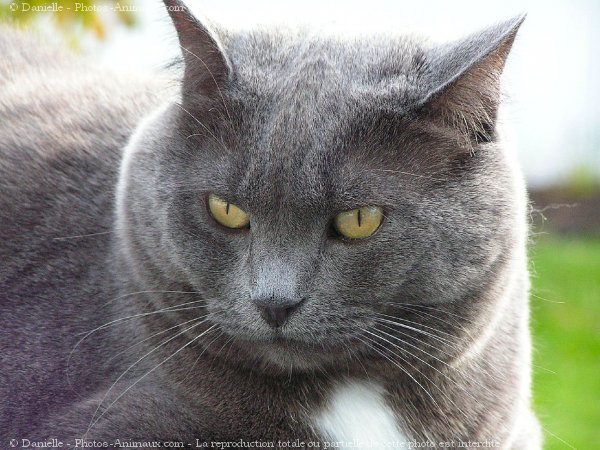 Photo de Chat domestique