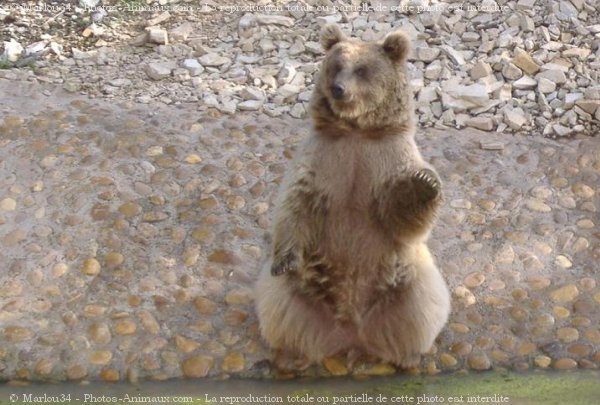 Photo d'Ours