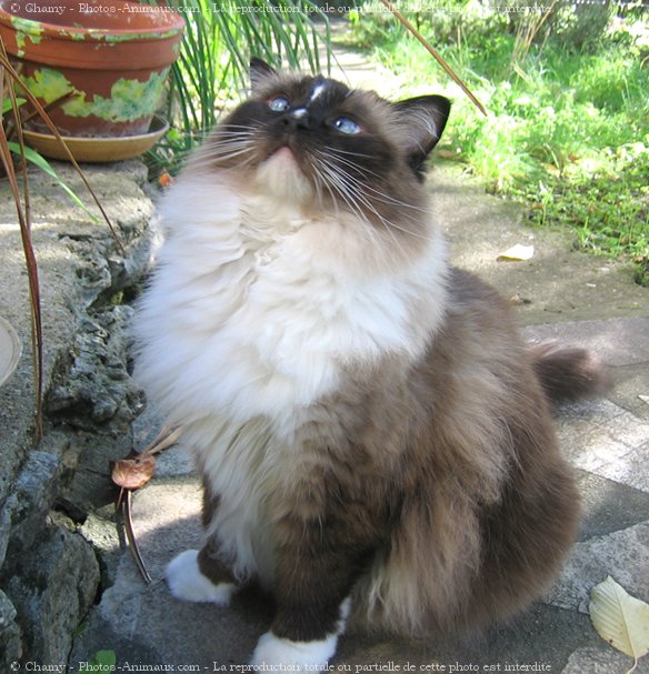 Photo de Ragdoll