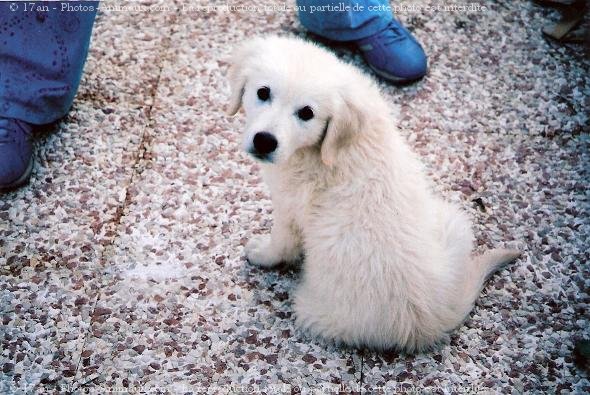 Photo de Golden retriever