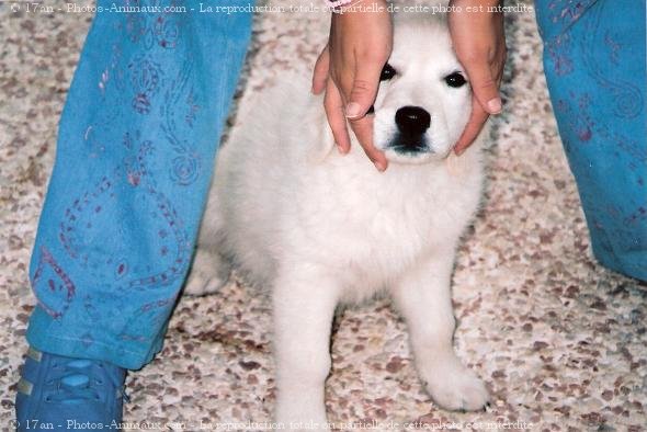 Photo de Golden retriever