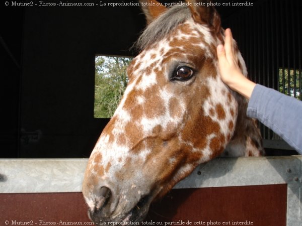 Photo d'Appaloosa