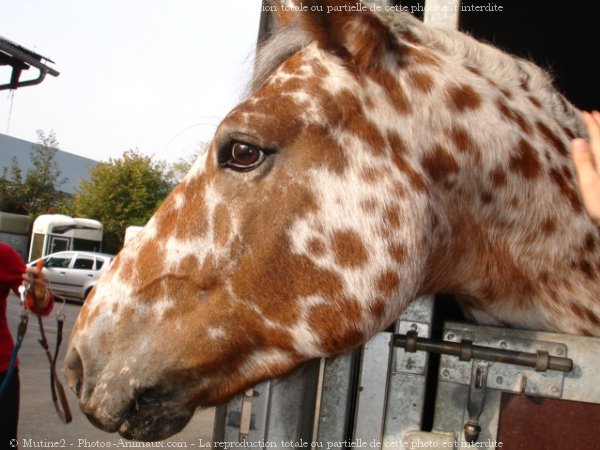 Photo d'Appaloosa