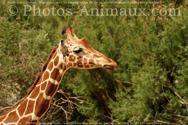 Photo de Girafe