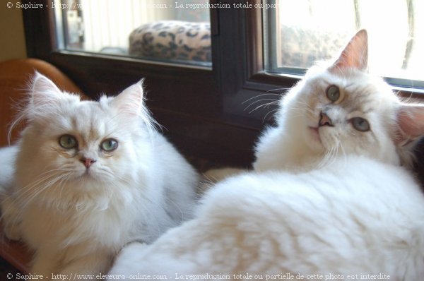 Photo de British longhair