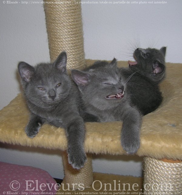 Photo de Chartreux