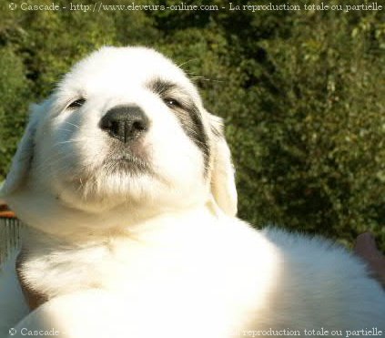 Photo de Chien de montagne des pyrnes