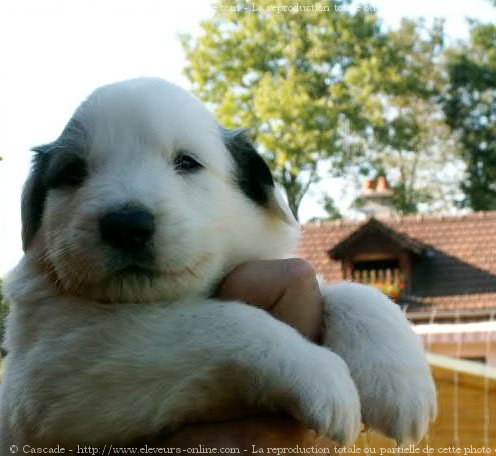 Photo de Chien de montagne des pyrnes