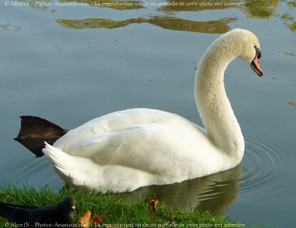 Photo de Cygne