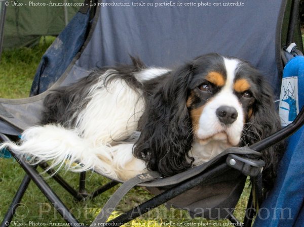 Photo de Cavalier king charles spaniel