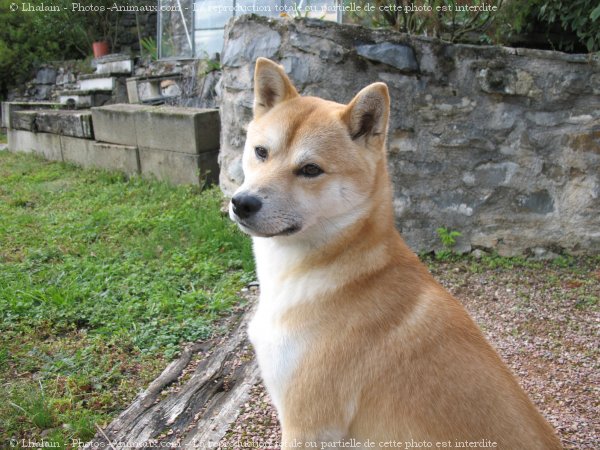 Photo de Shiba